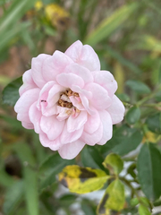 Rosa chinensis
