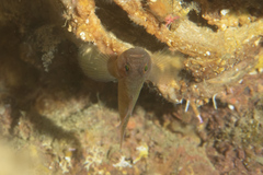 Priolepis