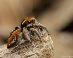 Maratus calcitrans