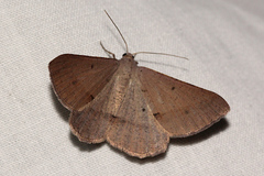 Isturgia penthearia