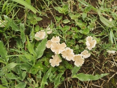 Termitomyces clypeatus
