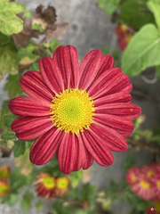 Chrysanthemum morifolium