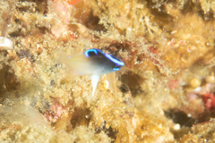 Chrysiptera rollandi