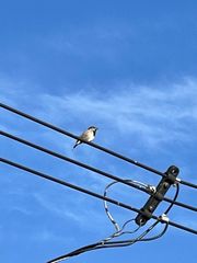 Passer domesticus
