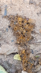 Chlorocebus pygerythrus