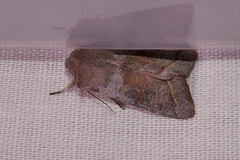 Orthosia opima