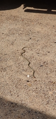 Demansia quaesitor
