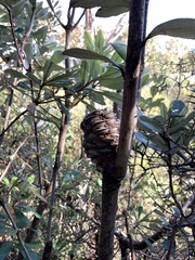 Banksia saxicola