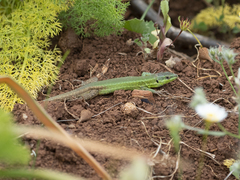 Podarcis waglerianus