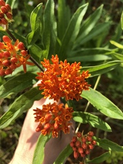 Asclepias tuberosa interior