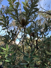 Banksia saxicola