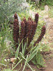Orobanche variegata