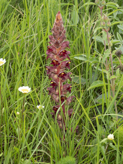 Orobanche variegata
