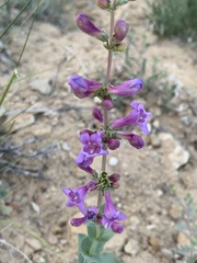 Penstemon lentus lentus