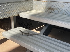 Amphibolurus centralis