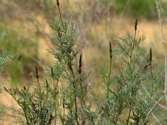Astragalus brachylobus