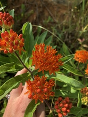 Asclepias tuberosa interior
