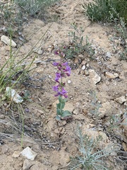 Penstemon lentus lentus