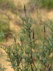 Astragalus brachylobus