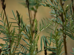 Astragalus brachylobus