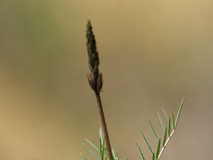 Astragalus brachylobus