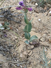 Penstemon lentus lentus