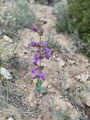 Penstemon lentus lentus