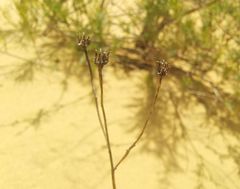 Jacobaea schischkiniana