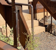 Amphibolurus centralis