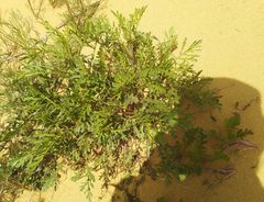 Jacobaea schischkiniana