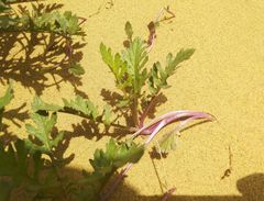 Jacobaea schischkiniana