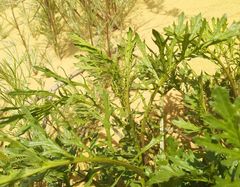 Jacobaea schischkiniana