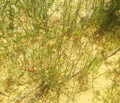 Erysimum siliculosum