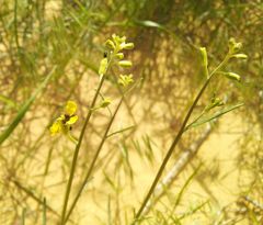 Erysimum siliculosum