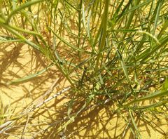 Erysimum siliculosum