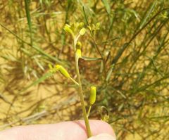 Erysimum siliculosum