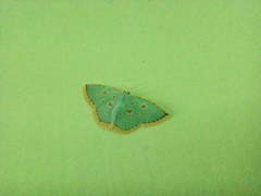 Comostola meritaria