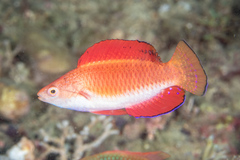 Cirrhilabrus rubripinnis