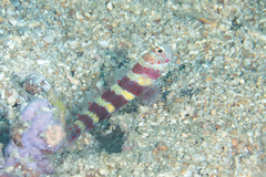 Amblyeleotris wheeleri