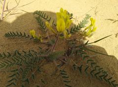Astragalus longipetalus