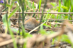 Craseomys rufocanus