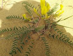 Astragalus longipetalus