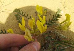 Astragalus longipetalus