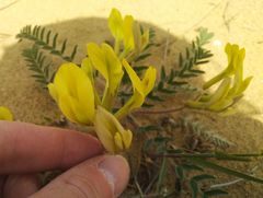 Astragalus longipetalus