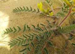 Astragalus longipetalus