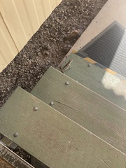 Amphibolurus centralis