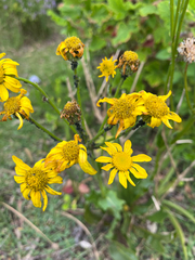 Senecio doronicum