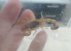 Olivierus caucasicus