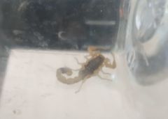 Olivierus caucasicus