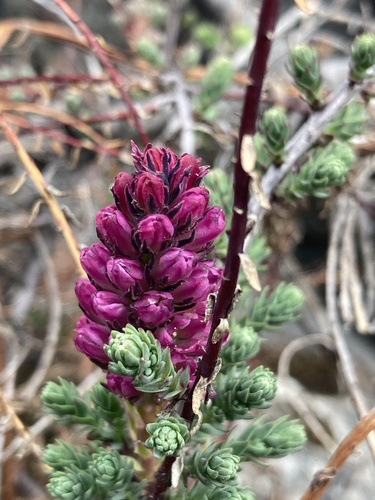 Myricaria rosea (Myricaria rosea)